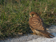 ..::Kestrel::..